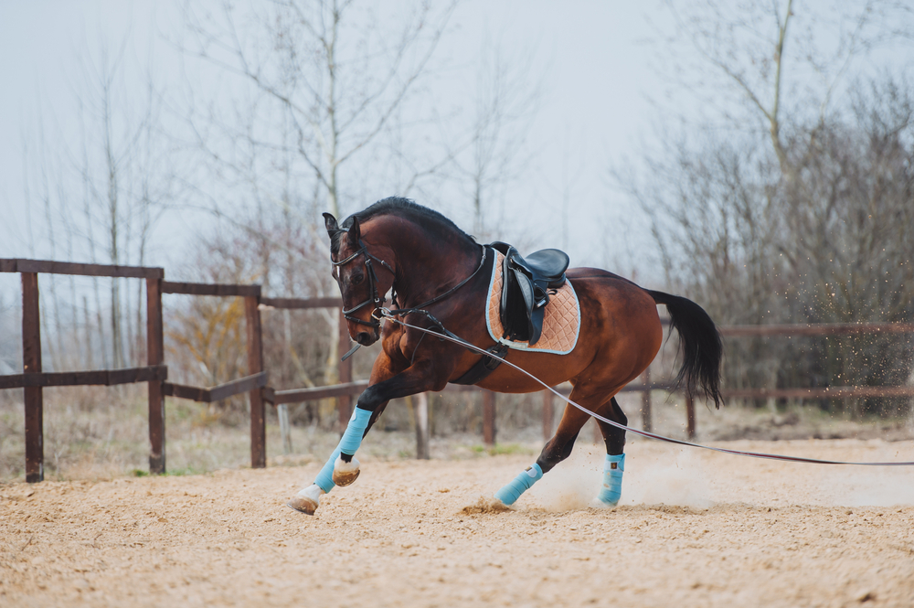 How to Lunge a horse