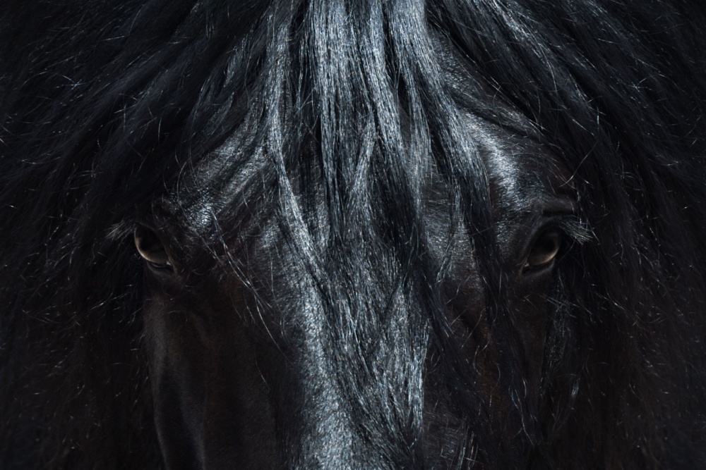 How Rare is a Black Horse