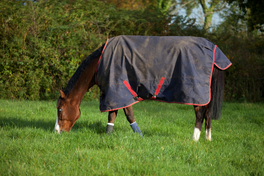 Horse Rug