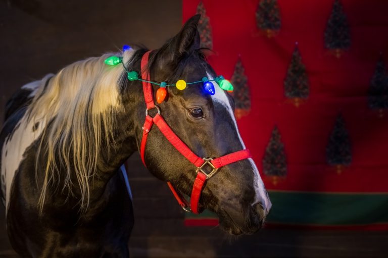 When is a Horses Birthday