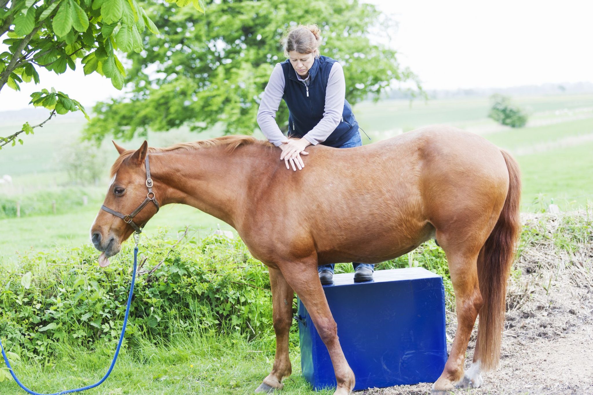 Horse Chiropractor