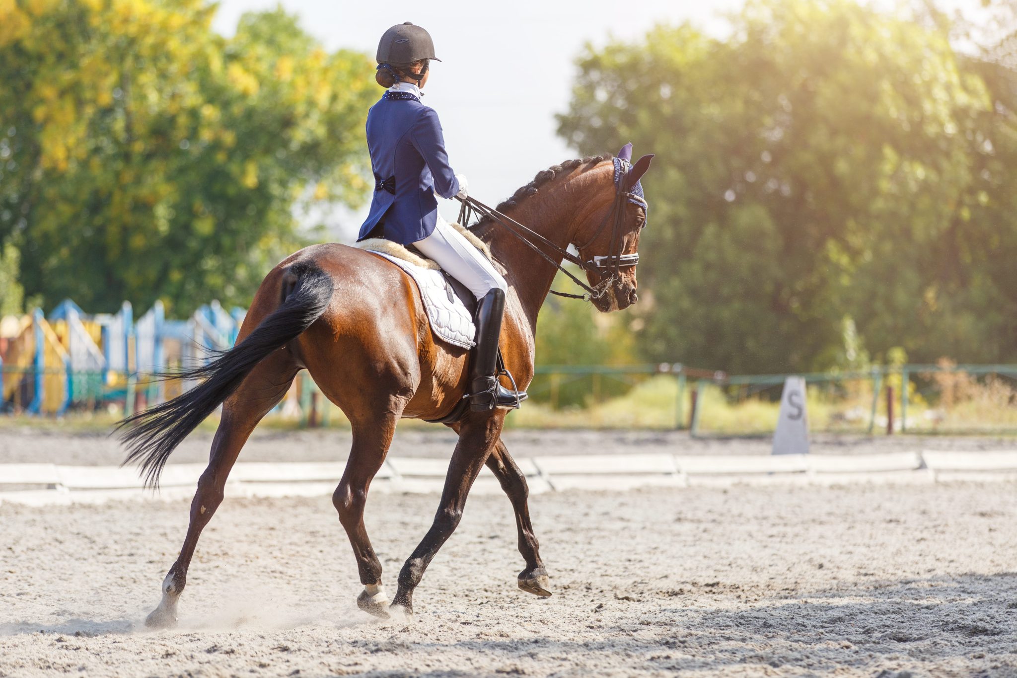 Understanding Dressage: A Rider's Guide