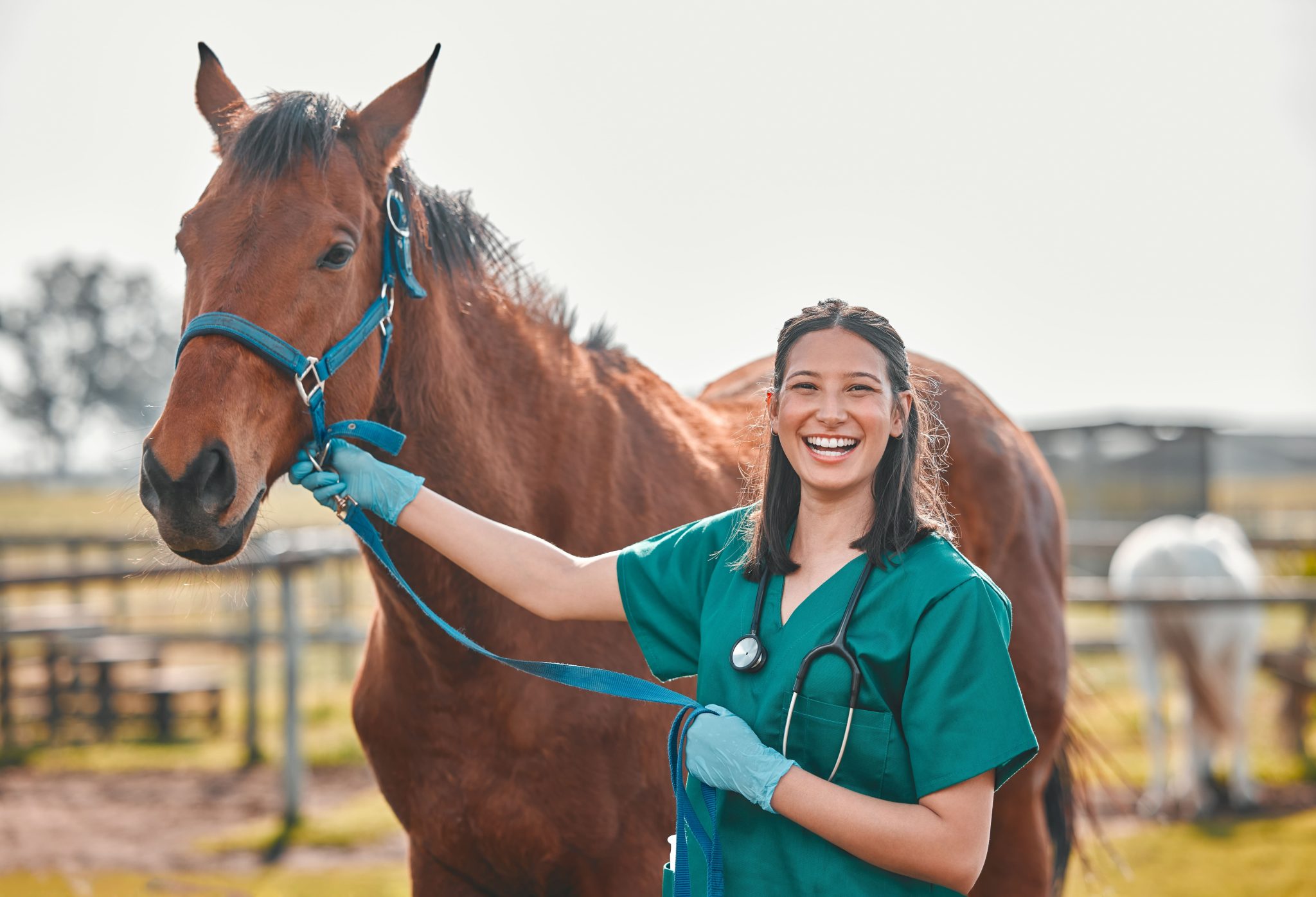 Horse Vet